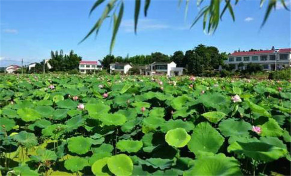 清老藕，調(diào)蓮鞭，摘老葉