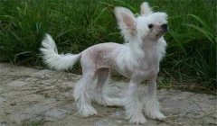 冠毛犬多少錢一只？怎樣選購與飼養(yǎng)中國冠毛犬