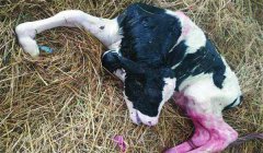 初生犢牛護(hù)理一般分幾步，包括哪些內(nèi)容？