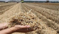 稻草還田的主要作用，對(duì)水稻和土壤有哪些好處