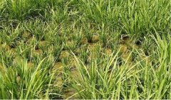 什么是僵苗，水稻僵苗是什么原因引起的?