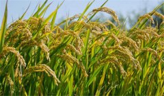 為什么說農(nóng)作物白根有勁、黃根保命、黑根生病