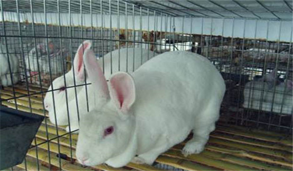 飼料多樣、合理搭配