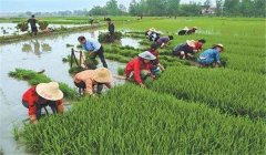 中稻什么時候下種、幾月收割？