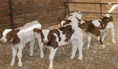 犢牛的管理工作主要有哪些？以下六項(xiàng)是必做的