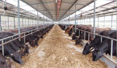 牛舍怎么建設才好用，好的牛舍啥標準？