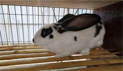 種公兔的管理要點，共五點，你知道嗎？