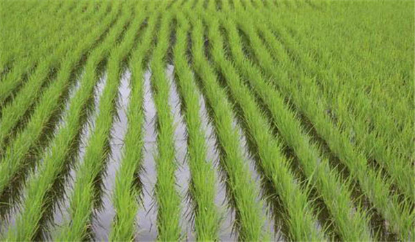 提高播種質(zhì)量