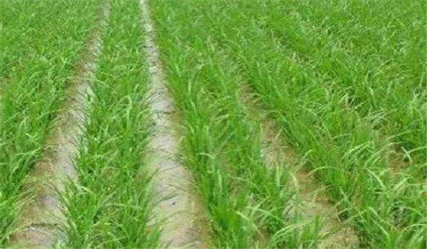 施足基肥，早施追肥