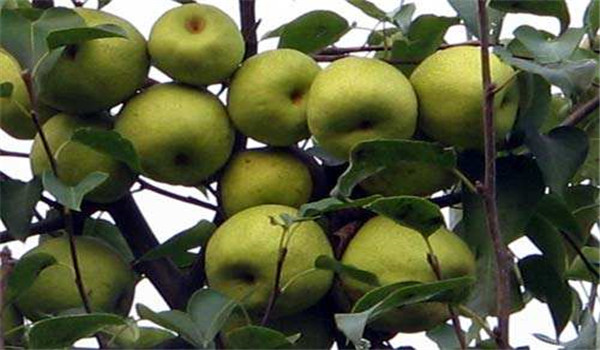 梨莖蜂蟲(chóng)害的發(fā)生規(guī)律