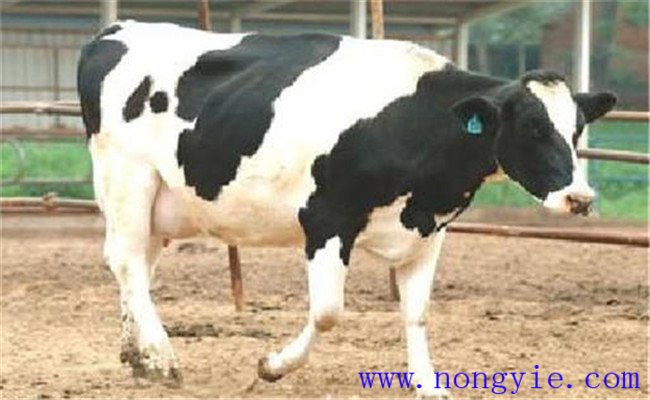 奶牛多產(chǎn)奶、產(chǎn)好奶的九大絕招妙法