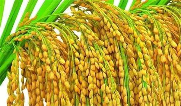 水稻結(jié)實率不高的原因