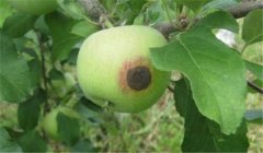 蘋果腐爛病用什么藥最有效，如何預(yù)防？
