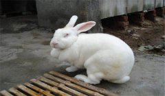 公兔去勢什么意思？最經(jīng)典的三種公兔去勢方法