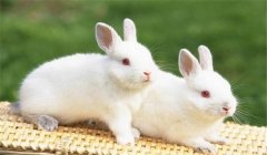 泌乳母兔管理很重要，這幾點(diǎn)你必須知道！