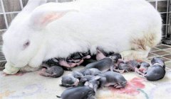 仔兔的睡眠期為多少天，如何提高仔兔成活率？