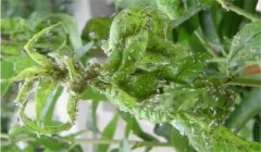 繡線菊蚜危害癥狀，種植蘋果如何防治繡線菊蚜