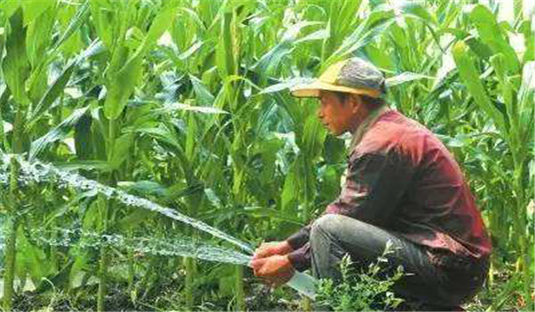 重施攻穗肥、及時澆水