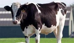 奶牛干奶期是多長(zhǎng)時(shí)間，干奶的方法有哪些？