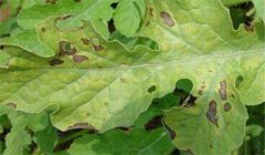 山楂葉斑病的防治方法，用什么藥防治？