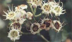 山楂花腐病怎么防治，患病山楂有何癥狀