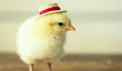 種公雞的飼養(yǎng)管理要點有哪些？