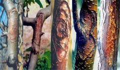 梨樹腐爛病怎么治效果最好，用什么藥治？