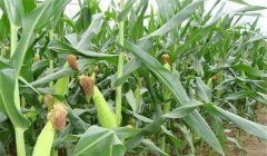 玉米追肥的最佳時間是什么時候，用什么肥好？