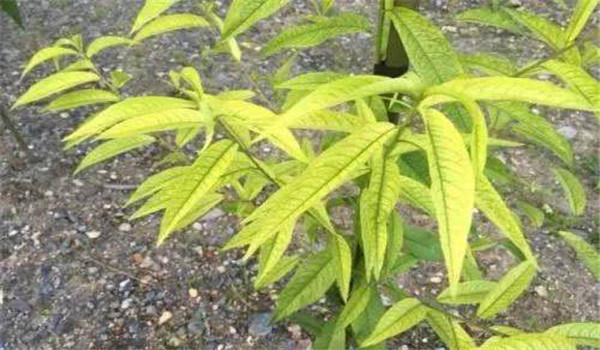 桃樹根結線蟲預防方法