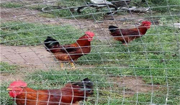 公、母分欄飼養(yǎng)