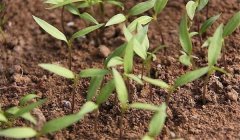 早春茬辣椒育苗時間為何時，一畝地栽多少棵辣