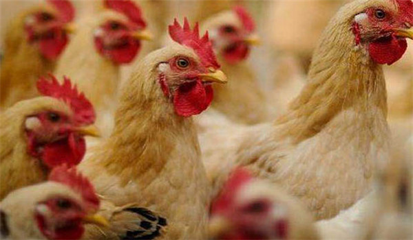 營養(yǎng)要求低，后期對能量利用強