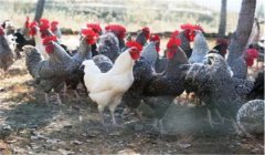 種公雞怎么選，選育種公雞的標(biāo)準(zhǔn)是什么？