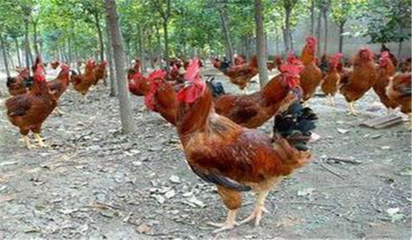 種雞公、母要分開飼養(yǎng)