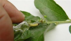 棗粘蟲怎樣防治，棗粘蟲一代成蟲盛期在何時