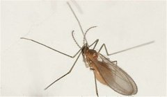 棗癭蚊防治方法，棗癭蚊用什么藥防治