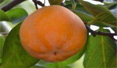 柿瘋病圖片及防治方法，柿瘋病用什么農(nóng)藥