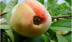 桃樹炭疽病的發(fā)病原因是什么，如何防治？