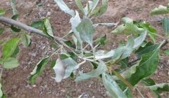 山楂樹白粉病怎么防治，用什么藥？