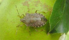 茶翅蝽防治方法，告訴你茶翅蝽怎么消滅