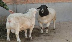 羊雜交育種技術(shù):羊雜交方式具體有幾種?