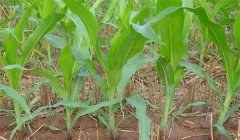 玉米穗期怎樣施肥，玉米穗期追什么肥