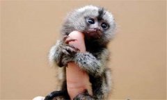 侏儒狨猴多少錢一只，侏儒狨猴壽命有多長(zhǎng)？