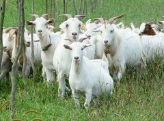 山羊的繁殖技術(shù):如何提高羊的繁殖能力