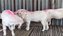 羔羊育肥最快方法，羔羊集中育肥建議配方