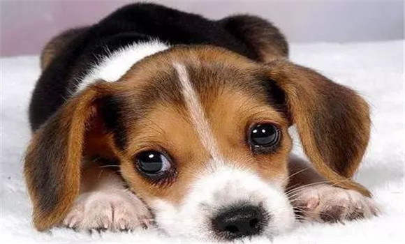 狗能傳染給人的病球蟲(chóng)病