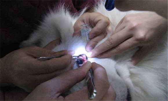 眼吸吮線蟲(chóng)病