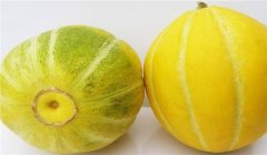 甜瓜熟不熟怎么判斷，甜瓜成熟度鑒別技術(shù)