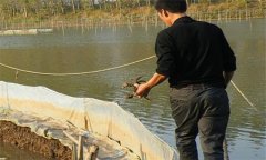 養(yǎng)蟹池怎么設計思路：如何建造養(yǎng)蟹池塘？