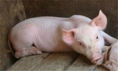 豬亞硝酸鹽中毒癥狀與解救、治療與預(yù)防方法